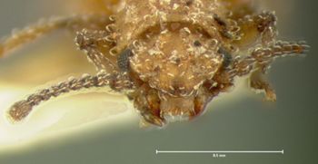 Media type: image;   Entomology 7034 Aspect: head frontal view